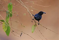 White-lined Tanager